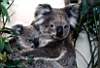 koala_01.JPG