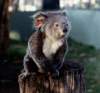 koala_02.JPG