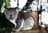 koala_03.JPG