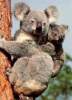 koala_04.JPG