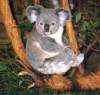 koala_05.JPG