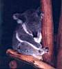 koala_06.JPG