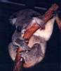 koala_07.JPG