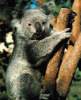 koala_08.JPG