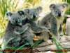 koala_09.JPG