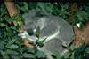 koala_10.JPG