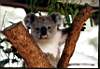 koala_11.JPG