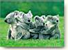 koala_14.JPG